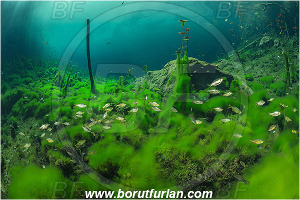 Lake, Aktun Ha (Car wash), Cenotes, Tulum, Yucatan, Mexico, Algae, Fish