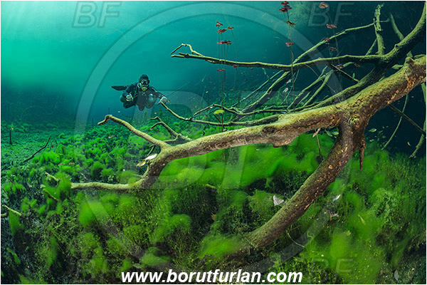Lake, Aktun Ha (Car wash), Cenotes, Tulum, Yucatan, Mexico, Water lily, Algae, Roots, Diver