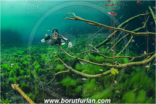 Lake, Aktun Ha (Car wash), Cenotes, Tulum, Yucatan, Mexico, Water lily, Algae, Roots, Diver
