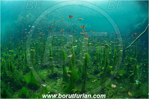 Lake, Aktun Ha (Car wash), Cenotes, Tulum, Yucatan, Mexico, Water lily, Algae