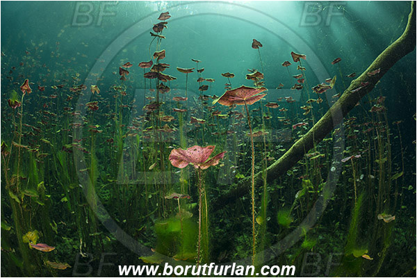 Lake, Aktun Ha (Car wash), Cenotes, Tulum, Yucatan, Mexico, Water lily