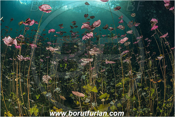 Lake, Aktun Ha (Car wash), Cenotes, Tulum, Yucatan, Mexico, Water lily