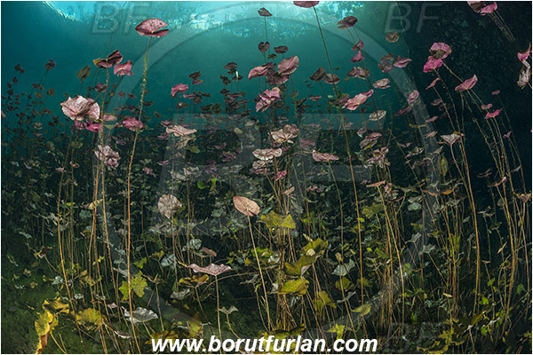 Lake, Aktun Ha (Car wash), Cenotes, Tulum, Yucatan, Mexico, Water lily