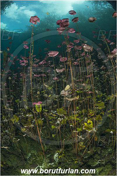 Lake, Aktun Ha (Car wash), Cenotes, Tulum, Yucatan, Mexico, Water lily