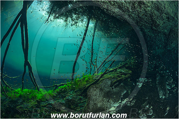 Lake, Aktun Ha (Car wash), Cenotes, Tulum, Yucatan, Mexico, Roots, Fish