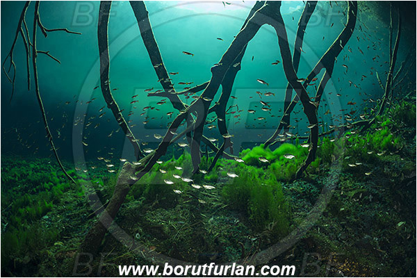 Lake, Aktun Ha (Car wash), Cenotes, Tulum, Yucatan, Mexico, Roots, Fish, Fish school
