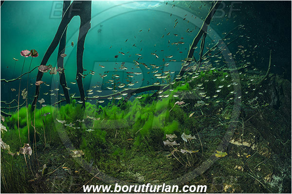 Lake, Aktun Ha (Car wash), Cenotes, Tulum, Yucatan, Mexico, Roots, Fish, Fish school
