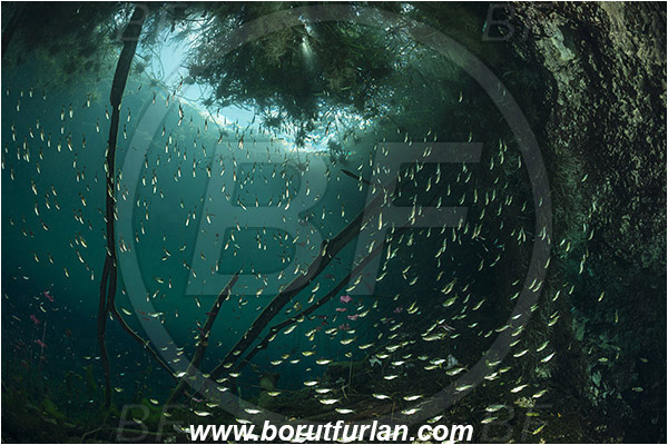 Lake, Aktun Ha (Car wash), Cenotes, Tulum, Yucatan, Mexico, Roots, Fish, Fish school