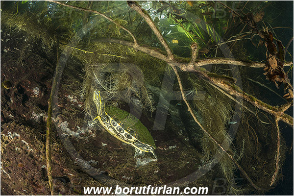 Lake, Aktun Ha (Car wash), Cenotes, Tulum, Yucatan, Mexico, Trachemys venusta, Meso-American slider, Reptilian, Turtle, Emydidae