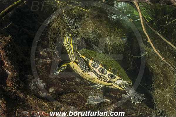 Lake, Aktun Ha (Car wash), Cenotes, Tulum, Yucatan, Mexico, Trachemys venusta, Meso-American slider, Reptilian, Turtle, Emydidae