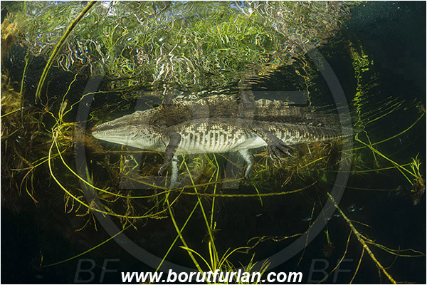 Lake, Aktun Ha (Car wash), Cenotes, Tulum, Yucatan, Mexico, Crocodylus moreletii, Morelet