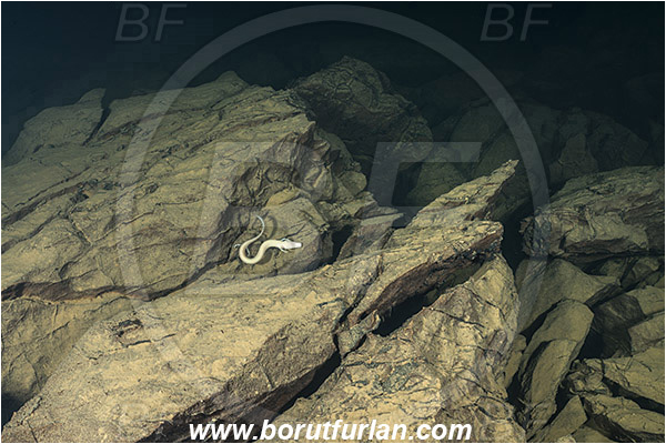 Cave, Veliko okence, Vrhnika, Slovenia, Olm, Cave salamander, Proteus anguinus, Amphibian, Proteidae