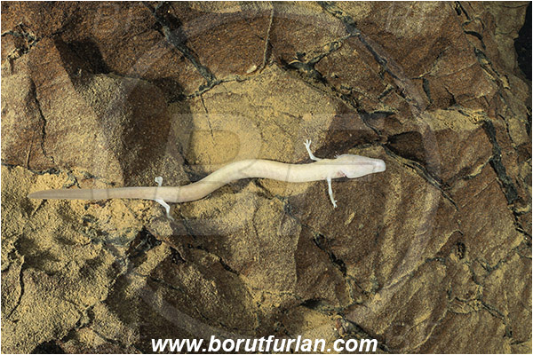 Cave, Veliko okence, Vrhnika, Slovenia, Olm, Cave salamander, Proteus anguinus, Amphibian, Proteidae