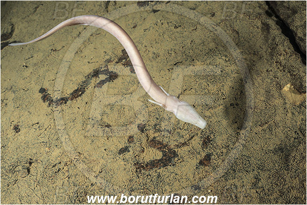 Cave, Veliko okence, Vrhnika, Slovenia, Olm, Cave salamander, Proteus anguinus, Amphibian, Proteidae