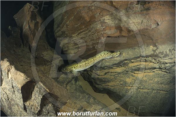 Cave, Suhadolca, Cerkniško jezero, Slovenia, Lota lota, Burbot, Fish, Lotidae