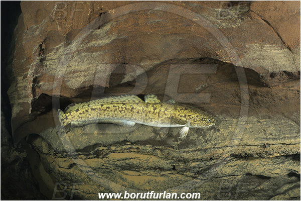 Cave, Suhadolca, Cerkniško jezero, Slovenia, Lota lota, Burbot, Fish, Lotidae