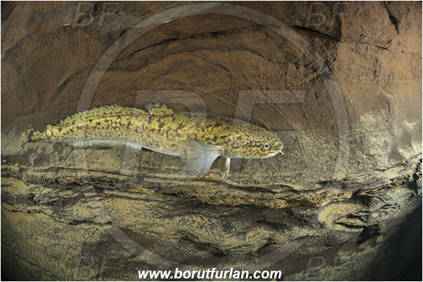Cave, Suhadolca, Cerkniško jezero, Slovenia, Lota lota, Burbot, Fish, Lotidae