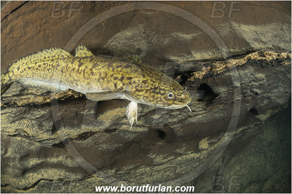 Cave, Suhadolca, Cerkniško jezero, Slovenia, Lota lota, Burbot, Fish, Lotidae