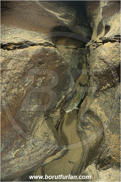 Cave, Suhadolca, Cerkniško jezero, Slovenia, Lota lota, Burbot, Fish, Lotidae