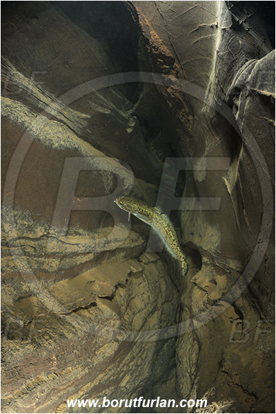 Cave, Suhadolca, Cerkniško jezero, Slovenia, Lota lota, Burbot, Fish, Lotidae