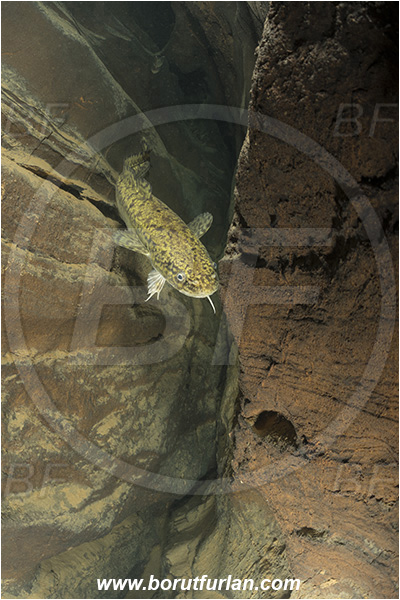 Cave, Suhadolca, Cerkniško jezero, Slovenia, Lota lota, Burbot, Fish, Lotidae