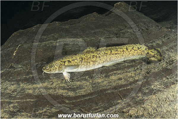Cave, Suhadolca, Cerkniško jezero, Slovenia, Lota lota, Burbot, Fish, Lotidae