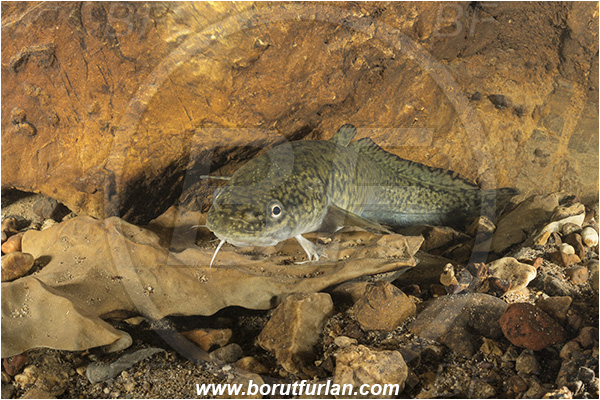 Cave, Suhadolca, Cerkniško jezero, Slovenia, Lota lota, Burbot, Fish, Lotidae