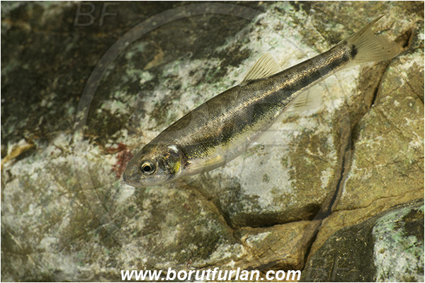 Cave, Veliko okence, Vrhnika, Slovenia, Common minnow, Phoxinus phoxinus, Cyprinidae, Fish