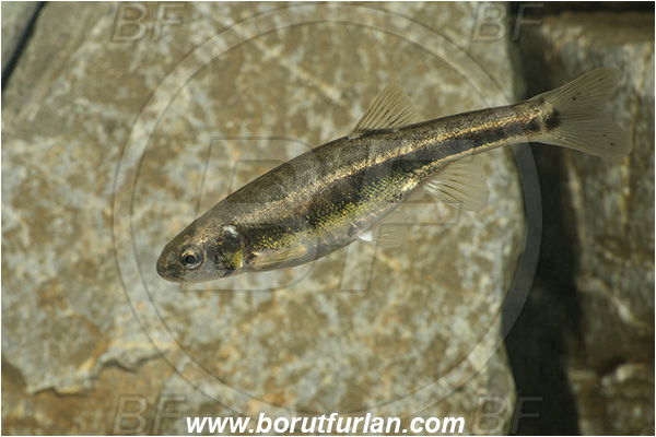 Cave, Veliko okence, Vrhnika, Slovenia, Common minnow, Phoxinus phoxinus, Cyprinidae, Fish