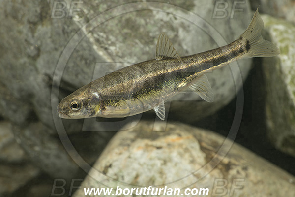 Cave, Veliko okence, Vrhnika, Slovenia, Common minnow, Phoxinus phoxinus, Cyprinidae, Fish