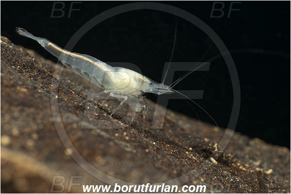 Cave, Veliko okence, Vrhnika, Slovenia, European cave shrimp, Shrimp, Troglocaris anophthalmus, Crustacea, Crustacean, Atyidae