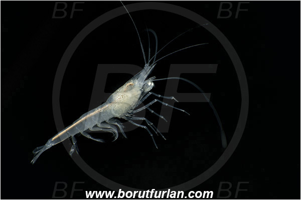 Cave, Veliko okence, Vrhnika, Slovenia, European cave shrimp, Shrimp, Troglocaris anophthalmus, Crustacea, Crustacean, Atyidae