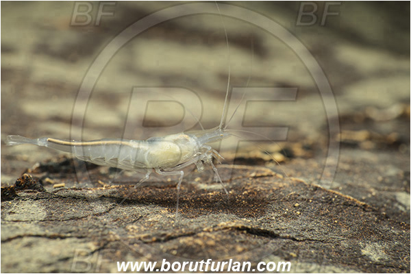 Cave, Veliko okence, Vrhnika, Slovenia, European cave shrimp, Shrimp, Troglocaris anophthalmus, Crustacea, Crustacean, Atyidae