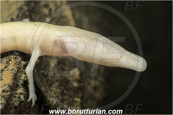 Cave, Veliko okence, Vrhnika, Slovenia, Olm, Cave salamander, Proteus anguinus, Portrait, Amphibian, Proteidae
