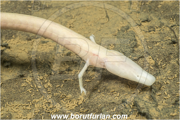 Cave, Veliko okence, Vrhnika, Slovenia, Olm, Cave salamander, Proteus anguinus, Portrait, Amphibian, Proteidae