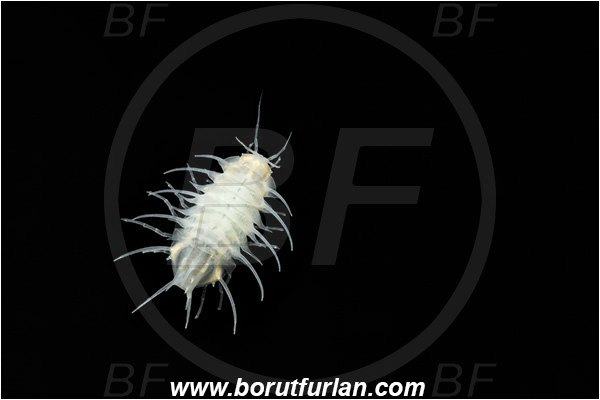 Cave, Veliko okence, Vrhnika, Slovenia, Cave isopod, Monolistra spinosissima, Crustacea, Crustacean, Sphaeromatidae