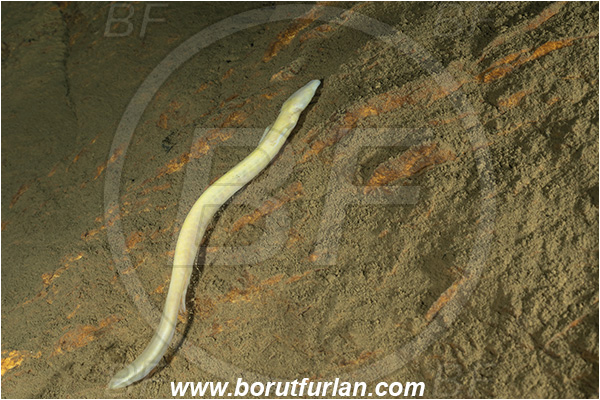 Cave, Kompoljska jama, Kompolje, Slovenia, Olm, Cave salamander, Proteus anguinus, Amphibian, Proteidae