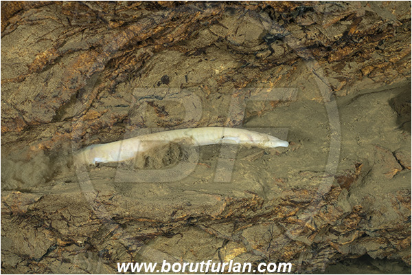 Cave, Kompoljska jama, Kompolje, Slovenia, Olm, Cave salamander, Proteus anguinus, Amphibian, Proteidae