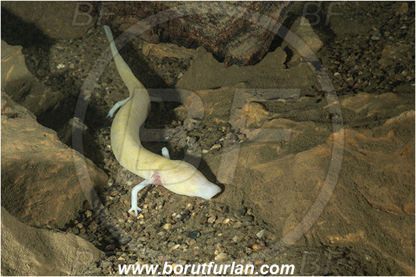 Cave, Kompoljska jama, Kompolje, Slovenia, Olm, Cave salamander, Proteus anguinus, Amphibian, Proteidae