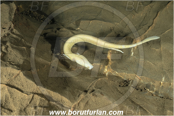 Cave, Kompoljska jama, Kompolje, Slovenia, Olm, Cave salamander, Proteus anguinus, Amphibian, Proteidae