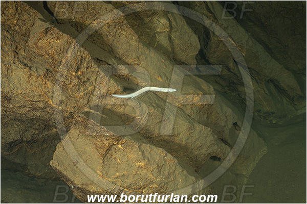 Cave, Kompoljska jama, Kompolje, Slovenia, Olm, Cave salamander, Proteus anguinus, Amphibian, Proteidae