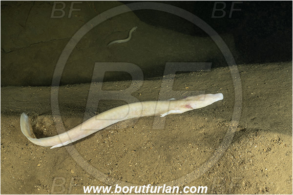 Cave, Kompoljska jama, Kompolje, Slovenia, Olm, Cave salamander, Proteus anguinus, Amphibian, Proteidae