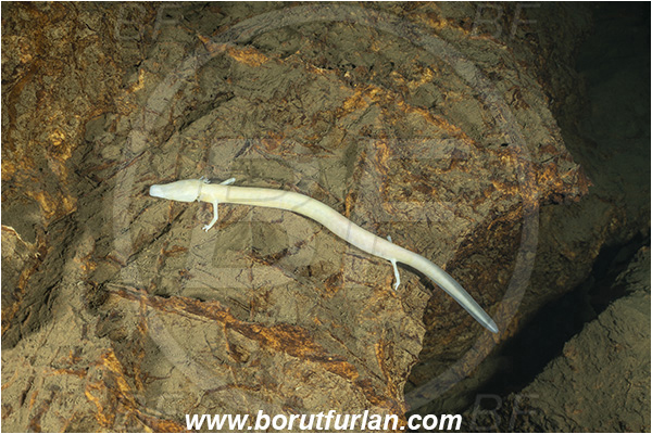 Cave, Kompoljska jama, Kompolje, Slovenia, Olm, Cave salamander, Proteus anguinus, Amphibian, Proteidae