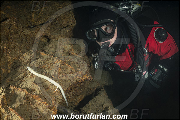 Cave, Kompoljska jama, Kompolje, Slovenia, Olm, Cave salamander, Proteus anguinus, Amphibian, Proteidae, Diver