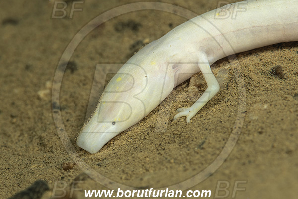 Cave, Kompoljska jama, Kompolje, Slovenia, Olm, Cave salamander, Proteus anguinus, Amphibian, Proteidae, Portrait