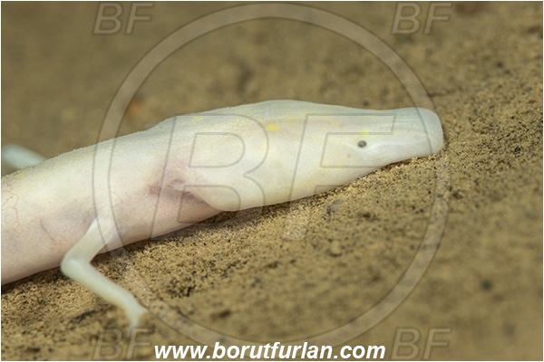 Cave, Kompoljska jama, Kompolje, Slovenia, Olm, Cave salamander, Proteus anguinus, Amphibian, Proteidae, Portrait