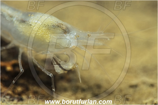 Cave, Kompoljska jama, Kompolje, Slovenia, European cave shrimp, Shrimp, Troglocaris anophthalmus, Crustacea, Crustacean, Atyidae