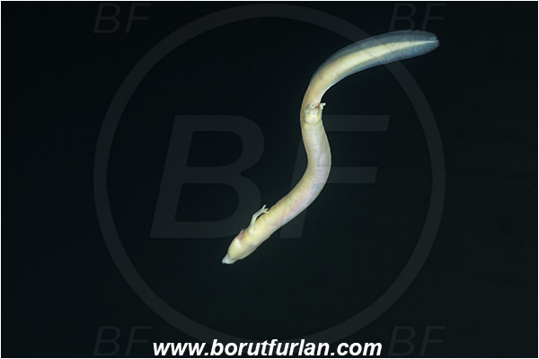 Cave, Kompoljska jama, Kompolje, Slovenia, Olm, Cave salamander, Proteus anguinus, Amphibian, Proteidae