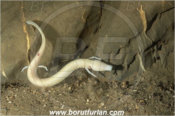 Cave, Kompoljska jama, Kompolje, Slovenia, Olm, Cave salamander, Proteus anguinus, Amphibian, Proteidae