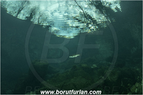 Lake, Elefante bianco, Bassano del Grapa, Italy, Squalius cephalus, European chub, Cyprinidae, Fish